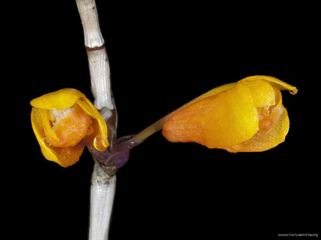 Dendrobium subclausum