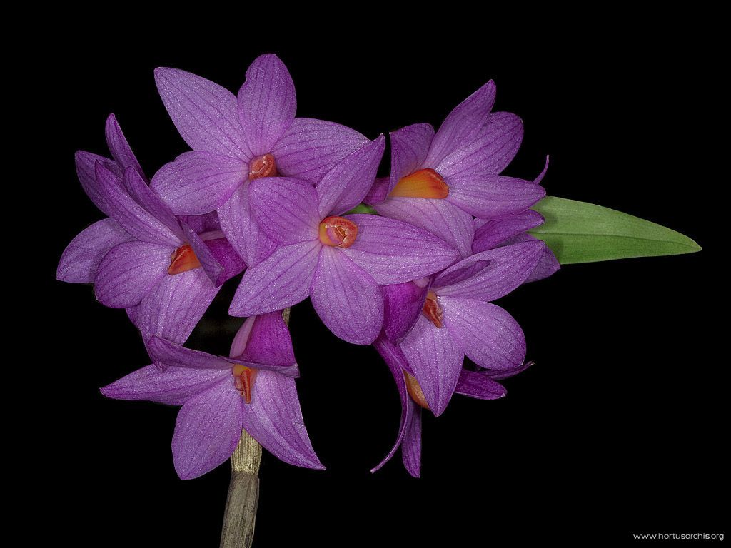 Dendrobium sulawesiense