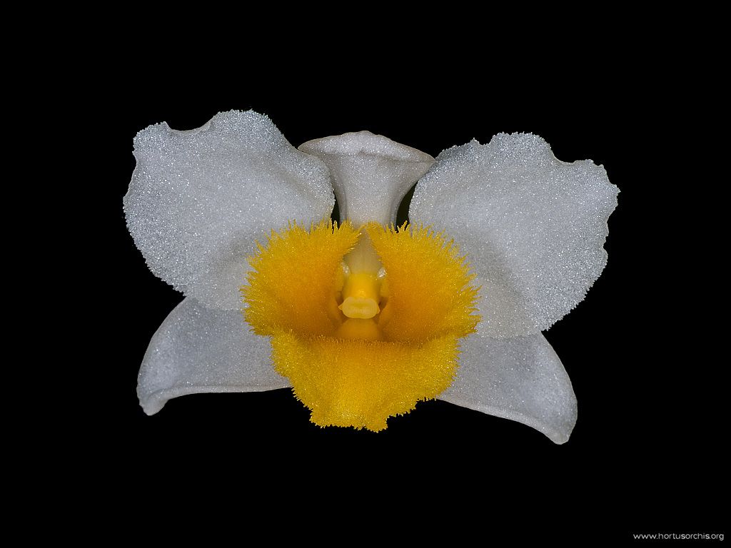 Dendrobium thyrsiflorum