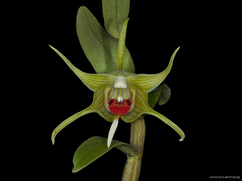 Dendrobium tobaense