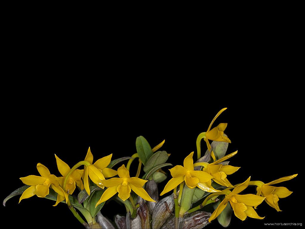 Dendrobium trigonopus