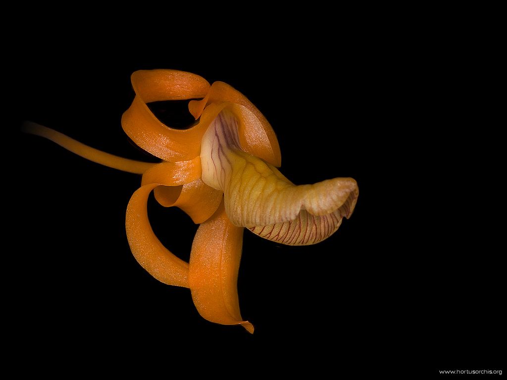 Dendrobium unicum