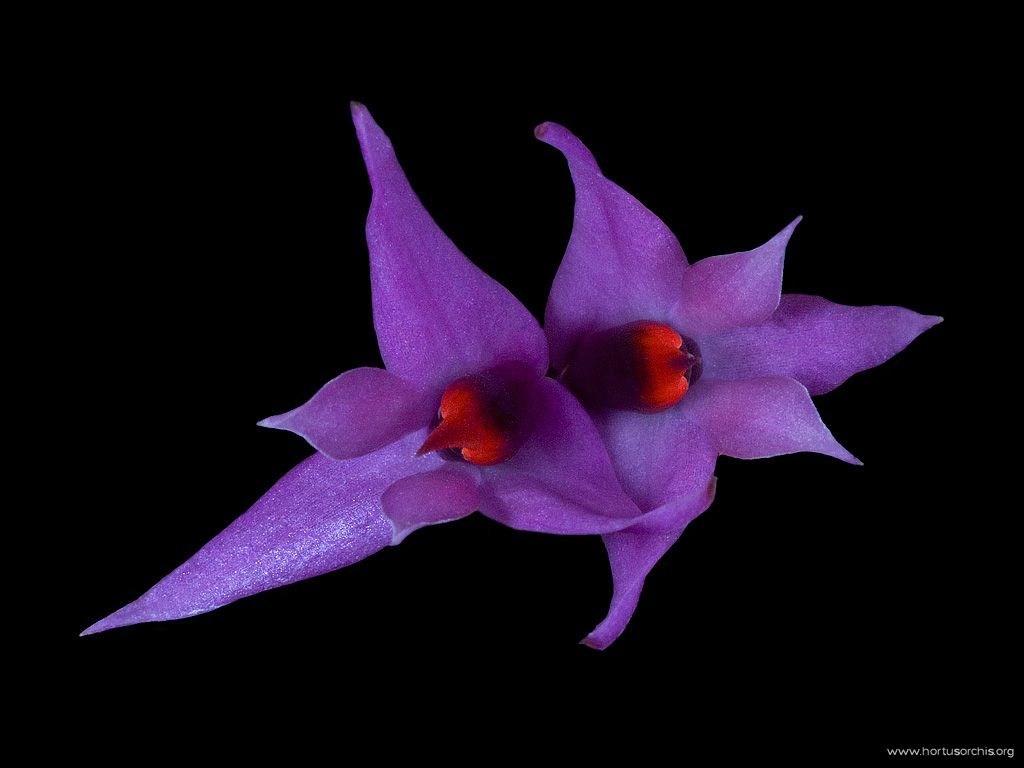 Dendrobium violaceum