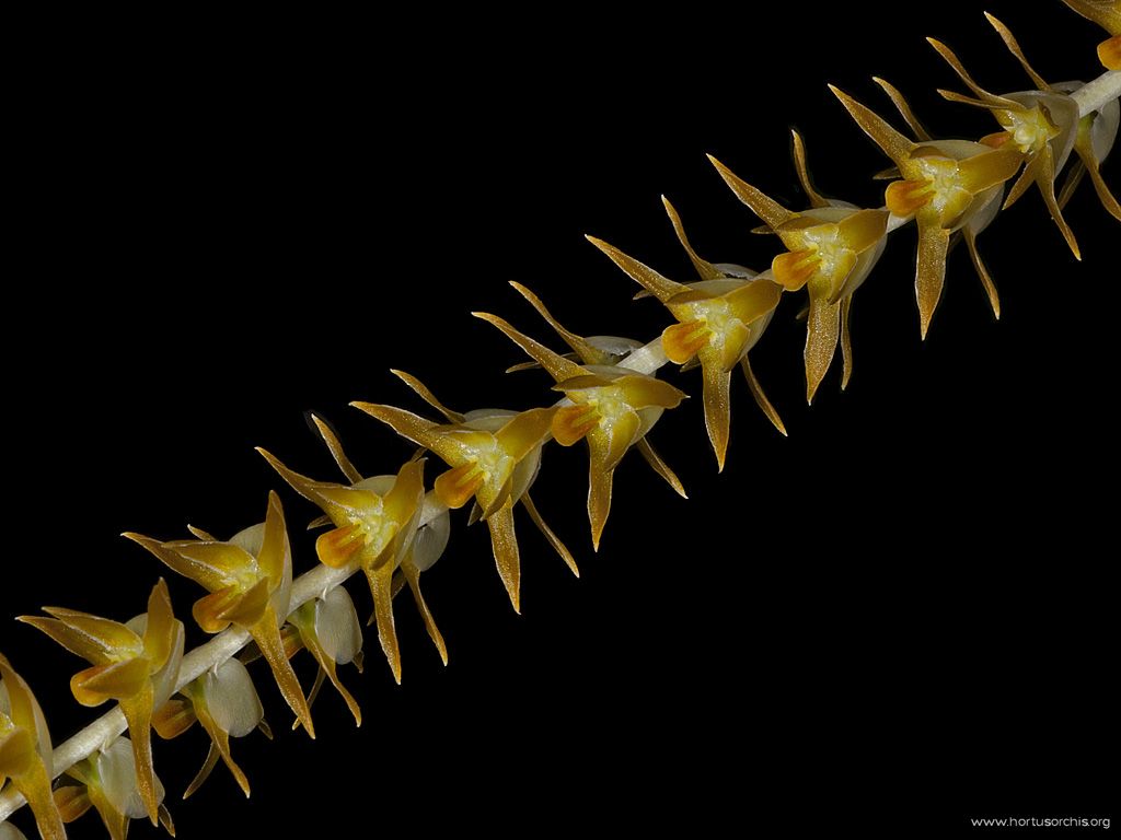 Dendrochilum cobbianum