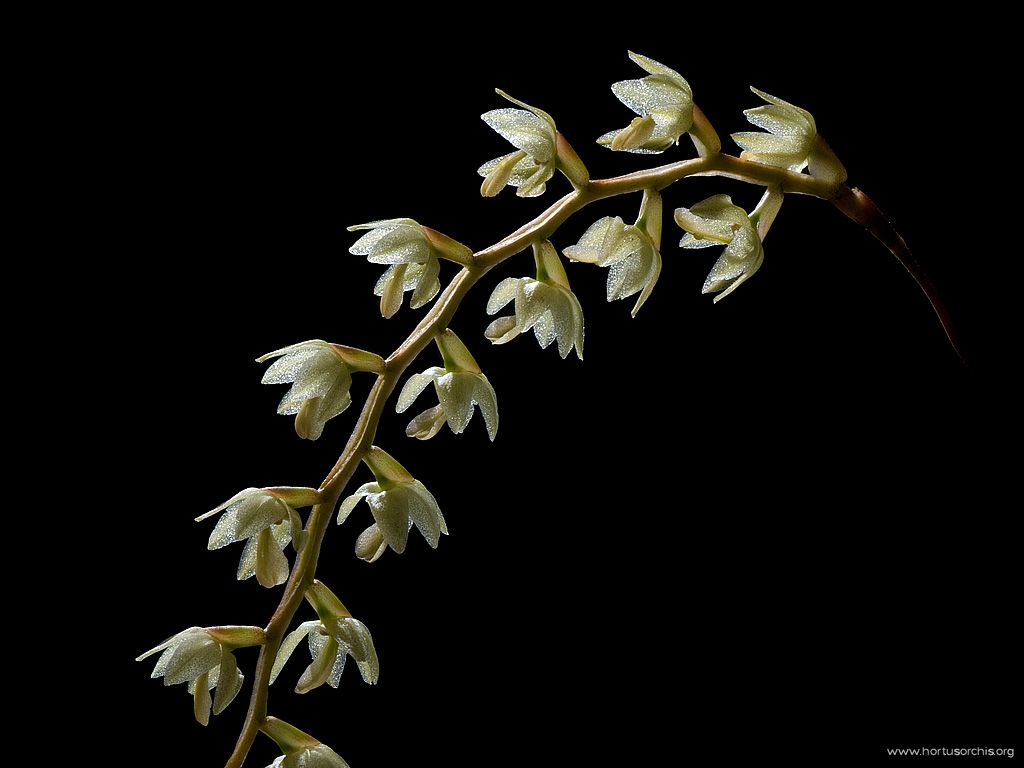 Dendrochilum filiforme