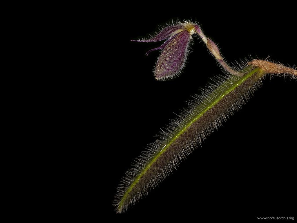 Dresslerella pilosissima