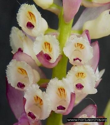 Elleanthus furfuraceus 1