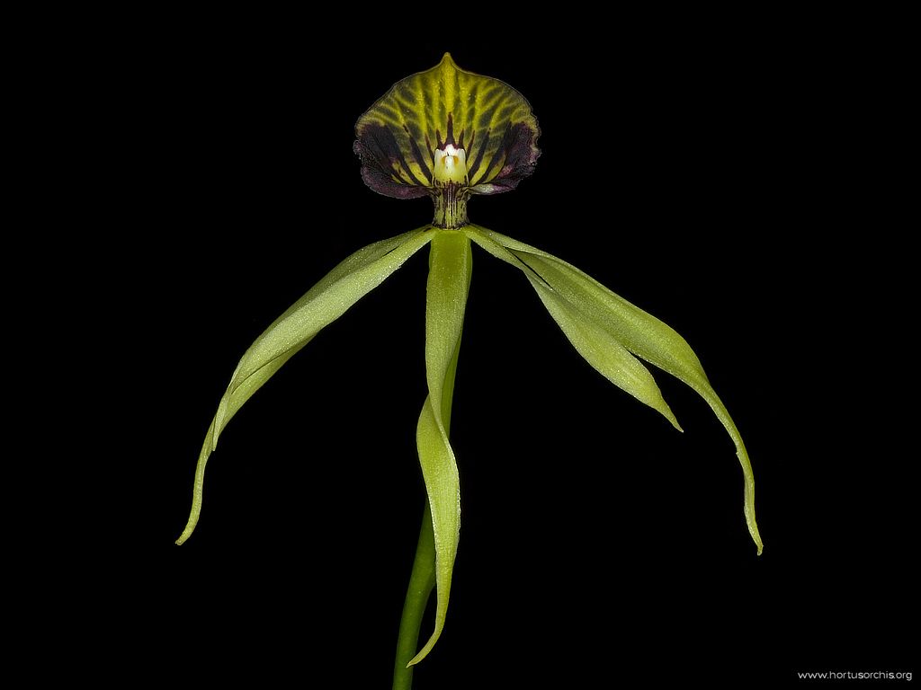 Encyclia cochleata