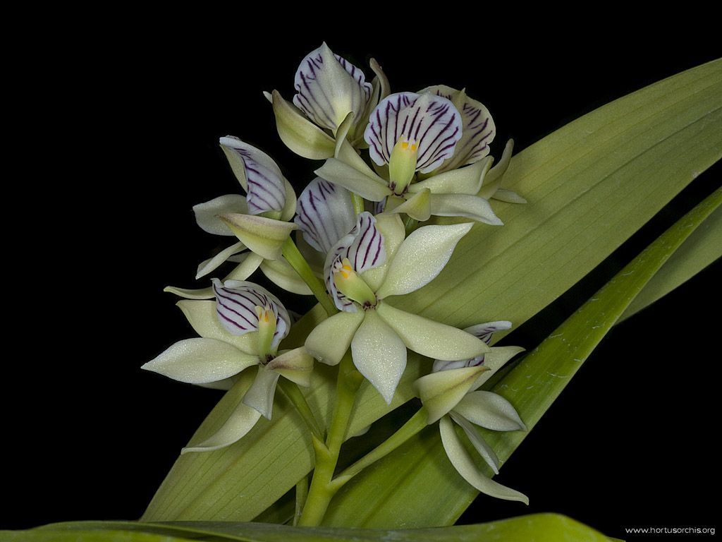 Encyclia fragrans