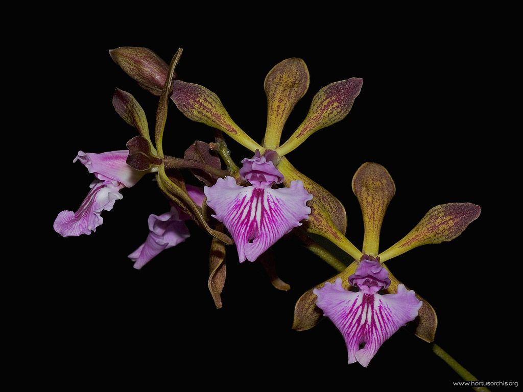 Encyclia plicata