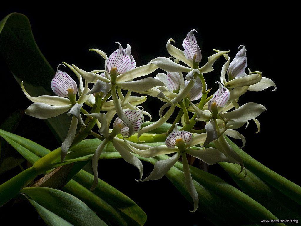 Encyclia radiata