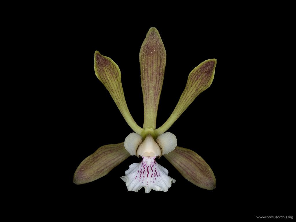 Encyclia tampensis