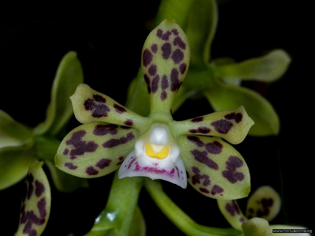 Encyclia vespa