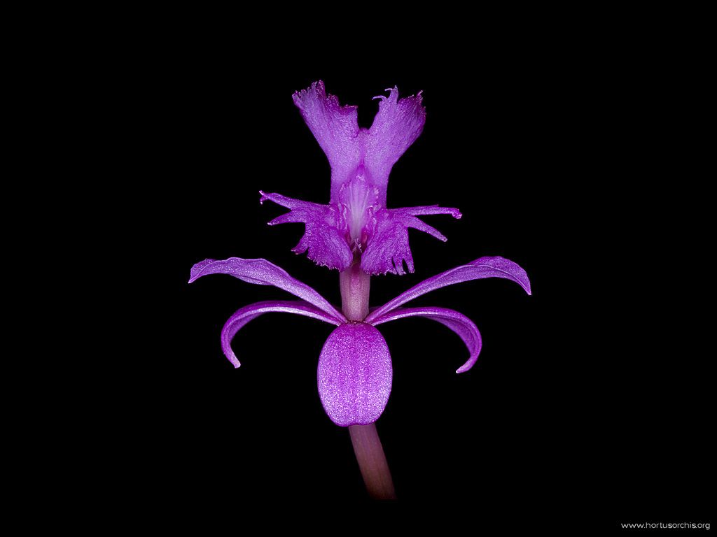 Epidendrum elongatum