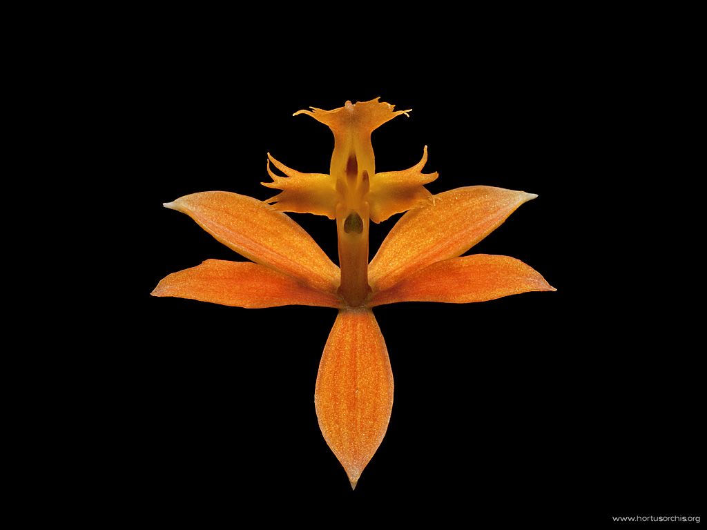 Epidendrum ibaguense arancio