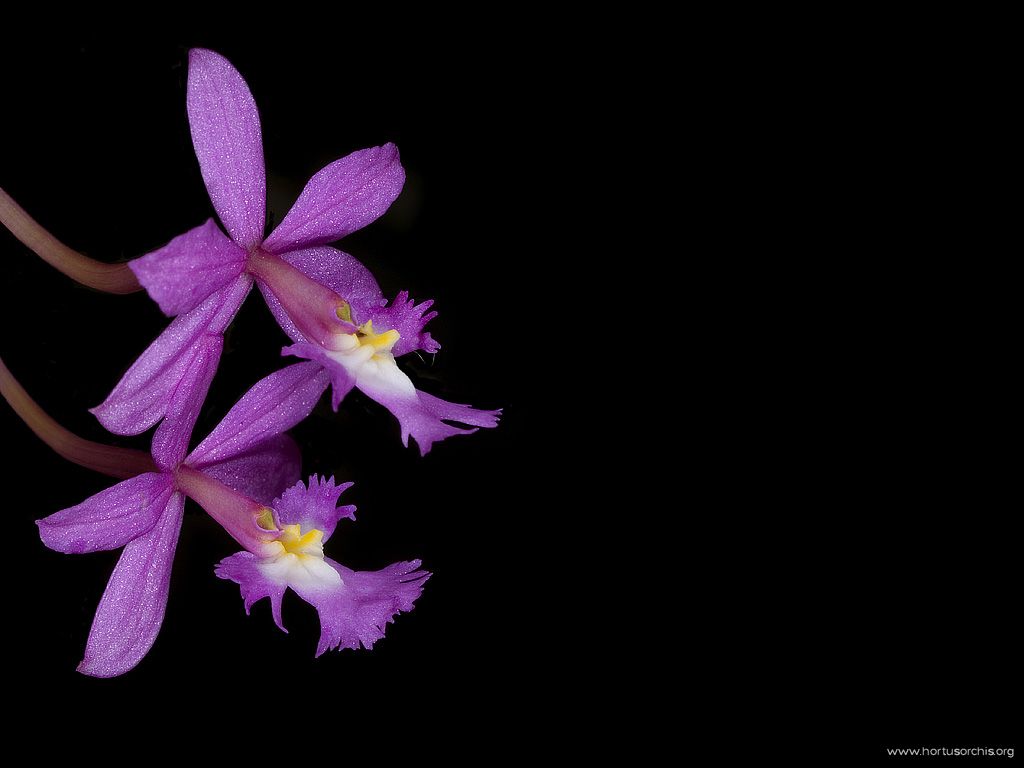 Epidendrum ibaguense rosa