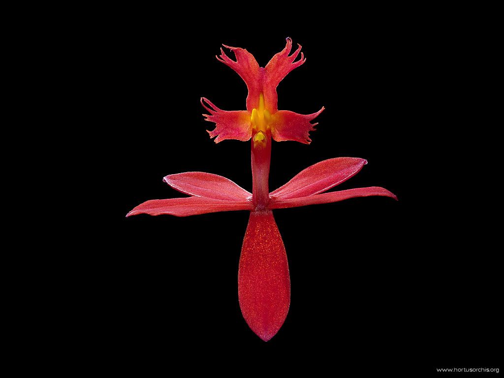 Epidendrum ibaguense rosso