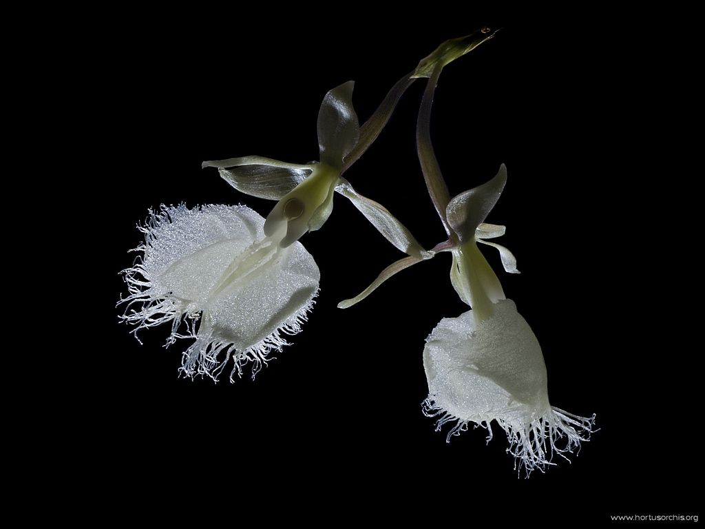 Epidendrum ilense