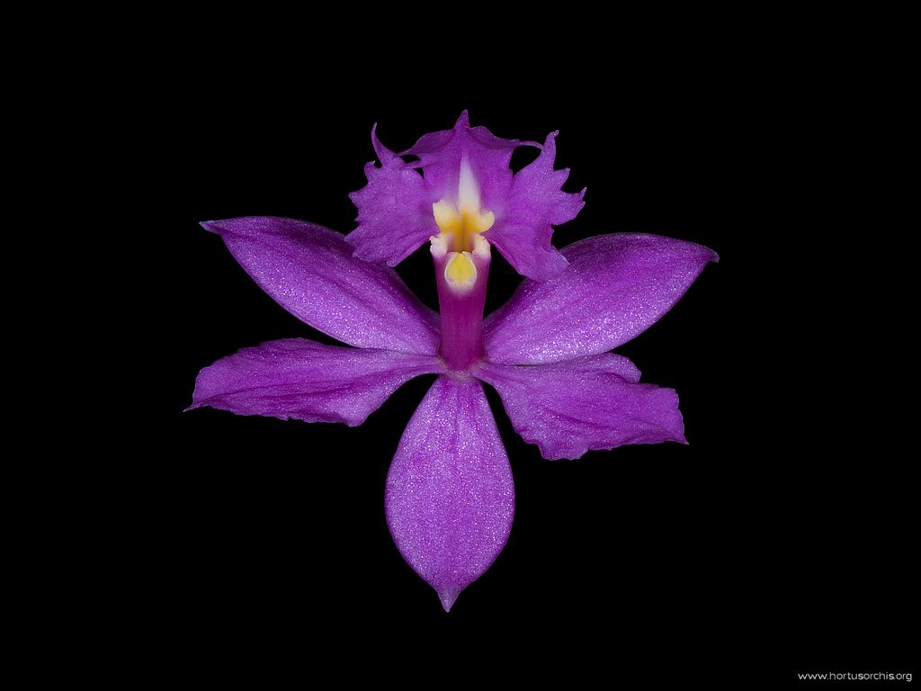 Epidendrum imatophyllum