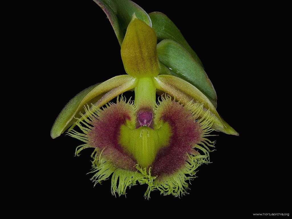 Epidendrum medusae