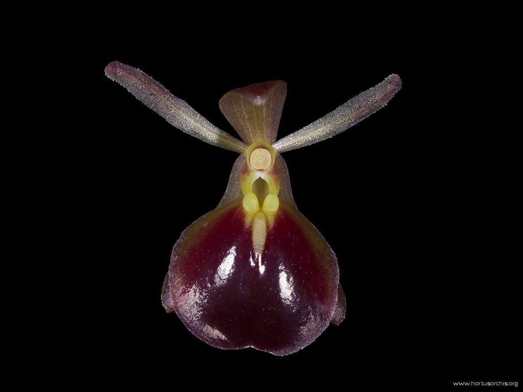 Epidendrum peperomia