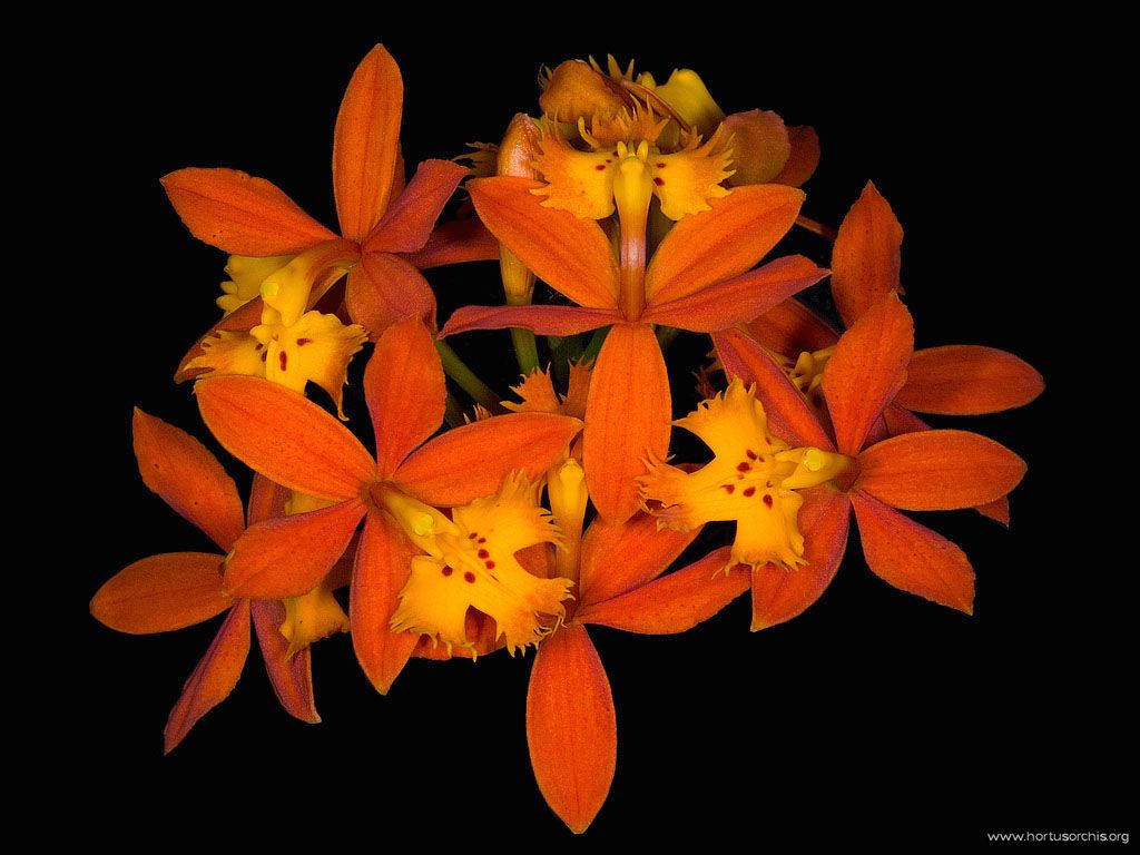 Epidendrum radicans