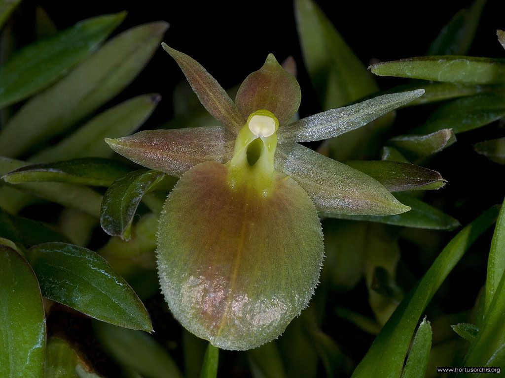 Epidendrum schlechterianum