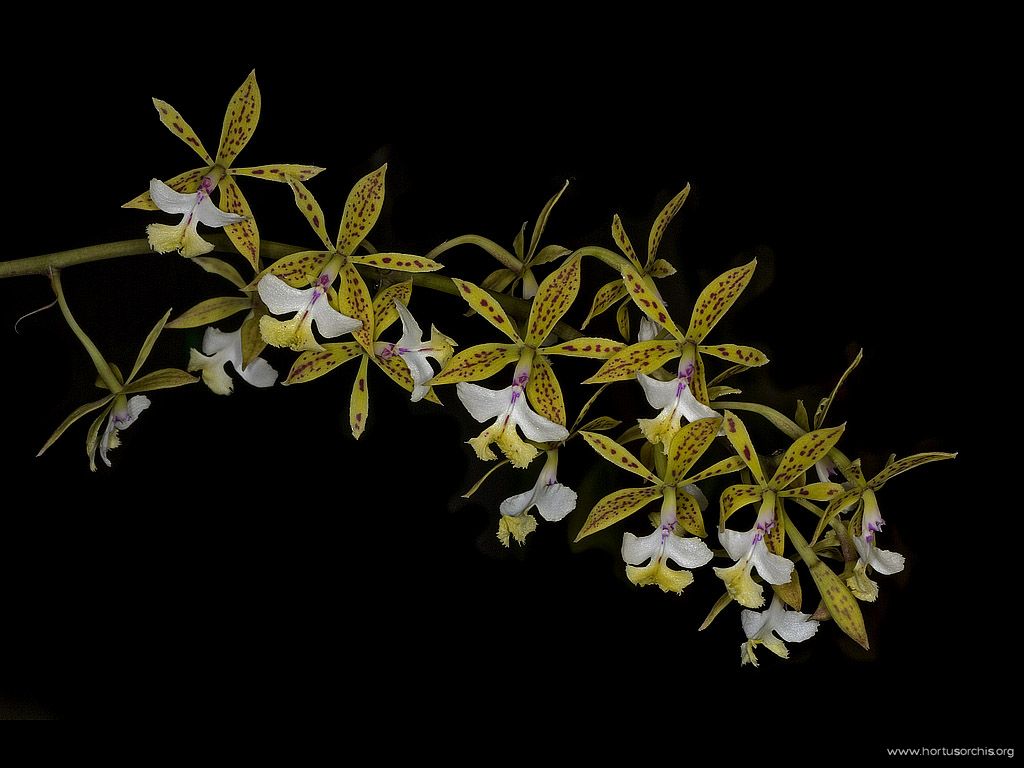 Epidendrum stamfordianum