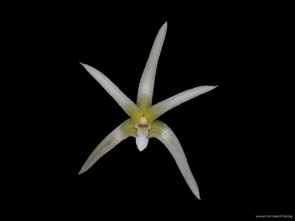 Eria javanica