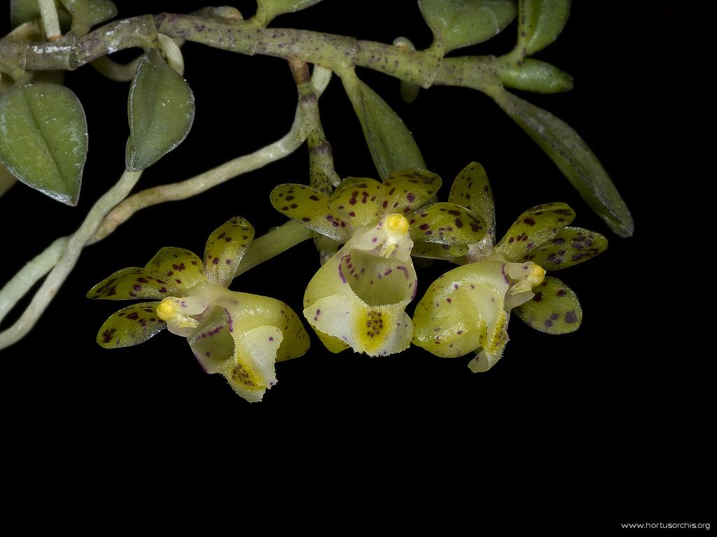 Gastrochilus fuscopunctatus