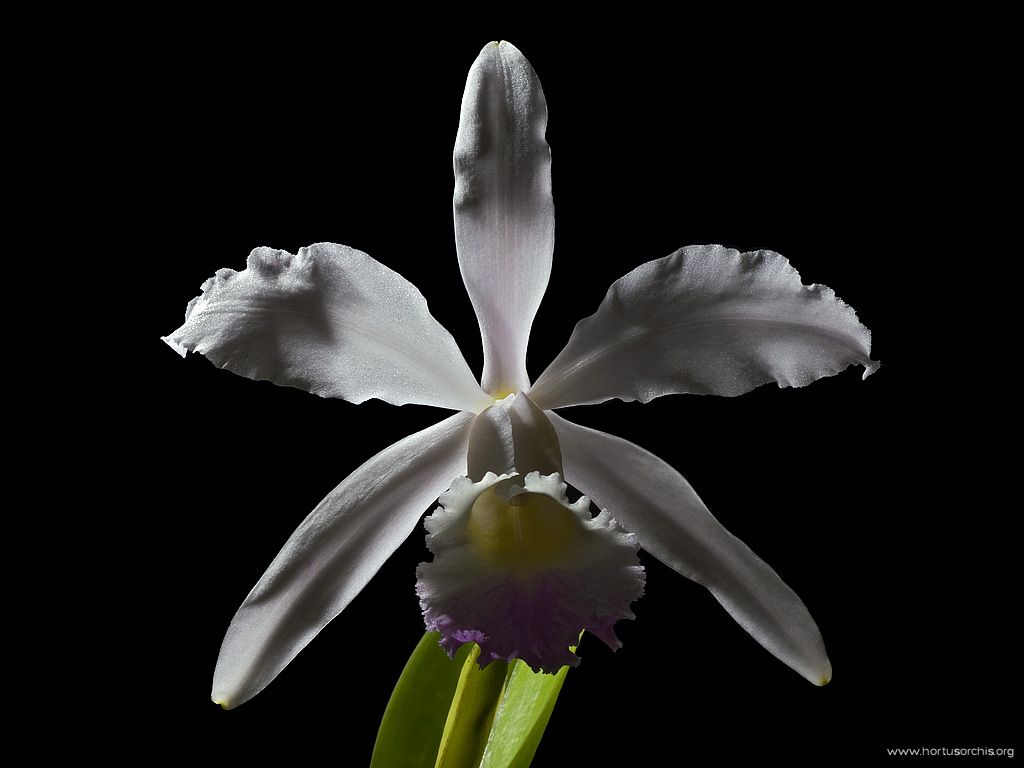 Guarianthe skinneri albescens