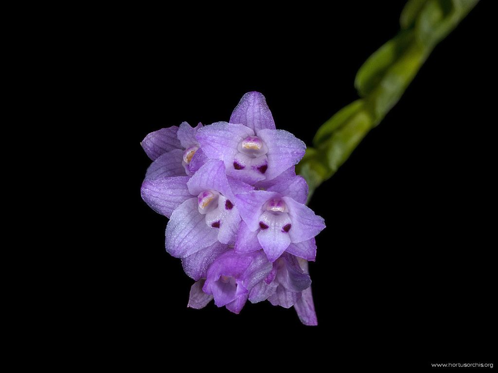 Isochilus linearis