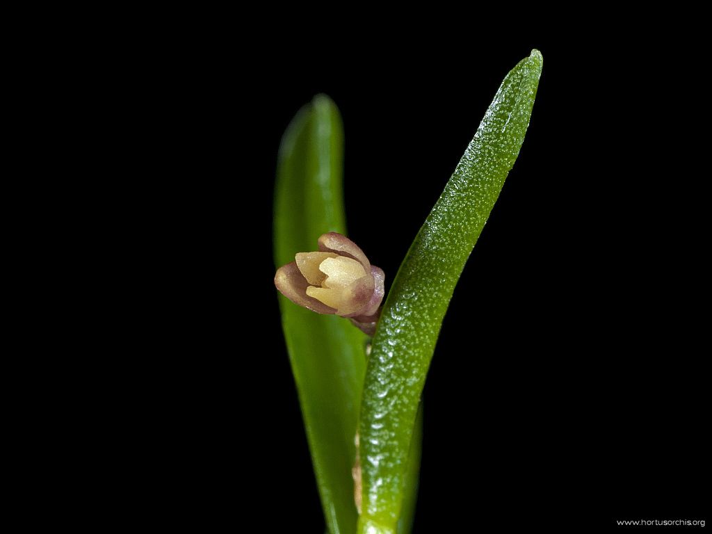 Jacquiniella globosa