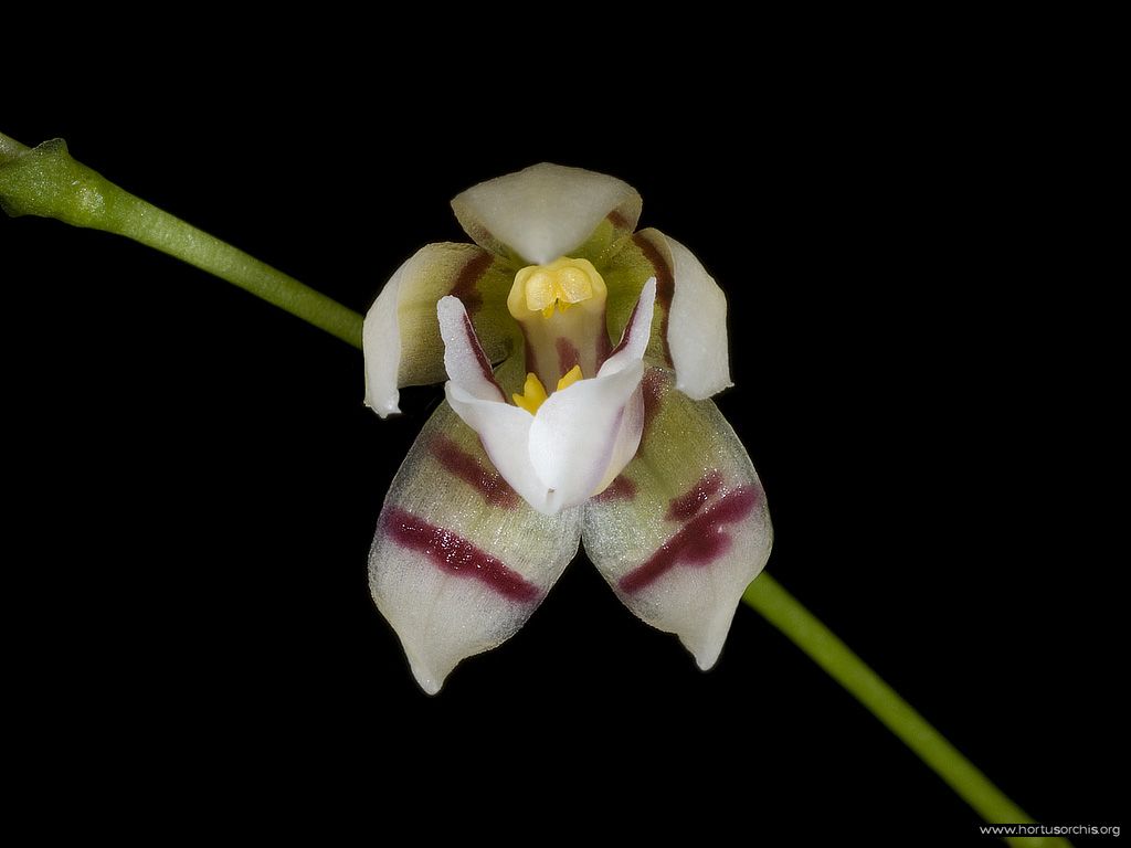 Koellensteinia graminea