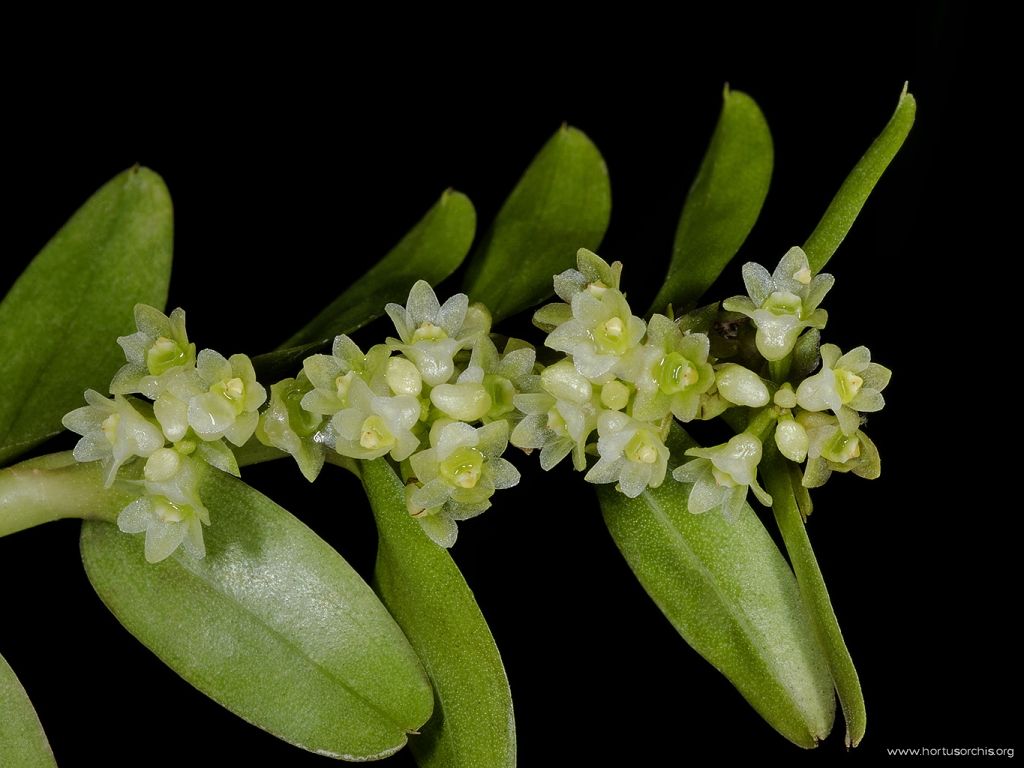 Appendicula reflexa 2