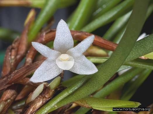 Ceratostylis philippinensis