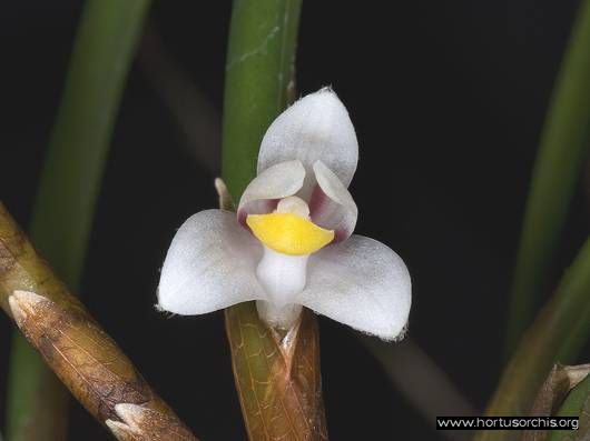 Ceratostylis subulata