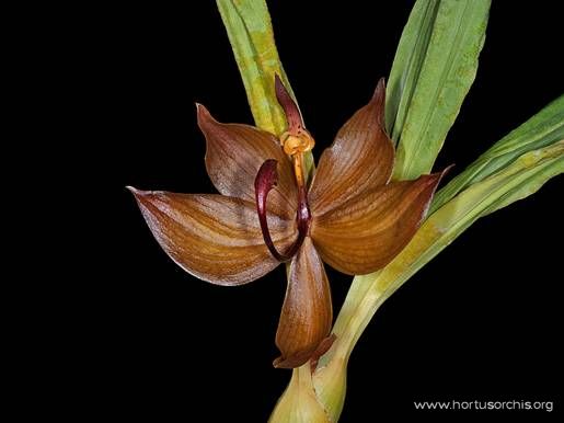 Cycnoches cooperi