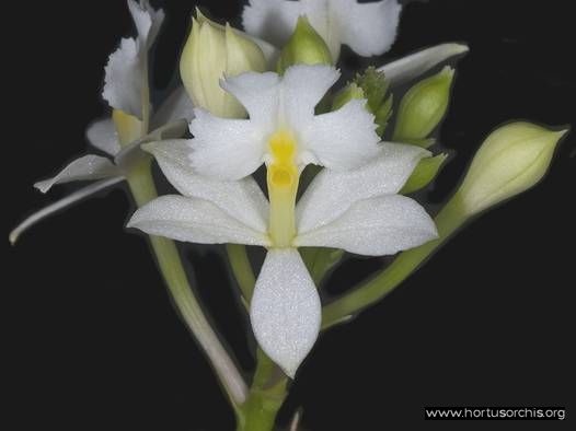 Epidendrum bracteolatum