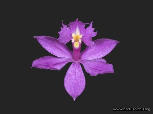 Epidendrum denticulatum