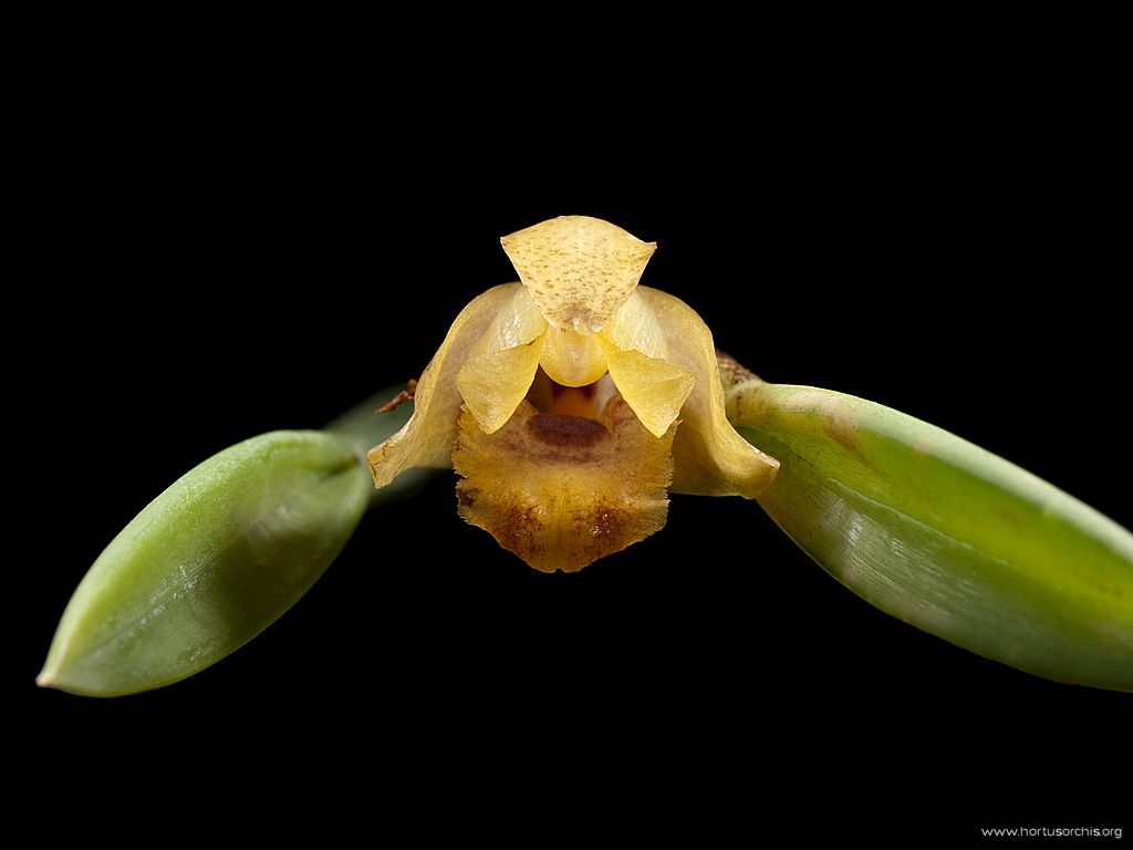 Maxillaria cogniauxiana 2