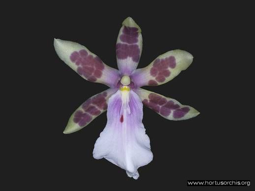 Miltonia bluntii