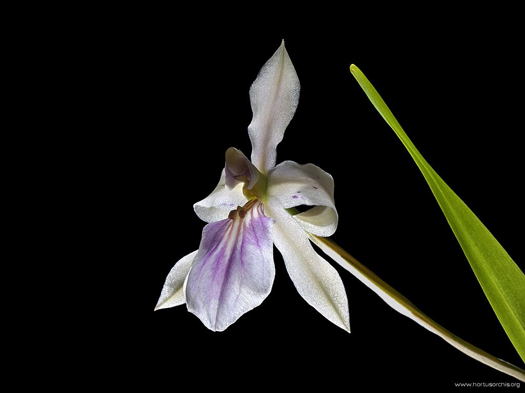 Miltonia spectabilis 2