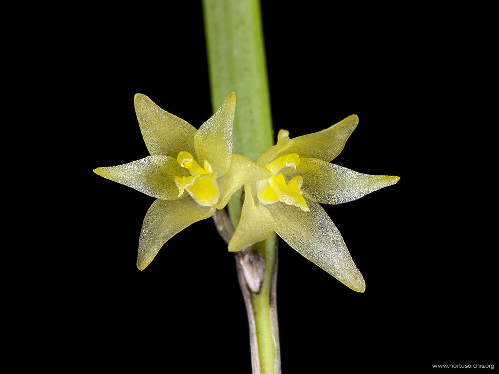 Octomeria oxichelia 2