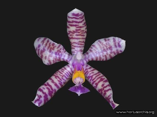 Phalaenopsis hyeroglyphica 2