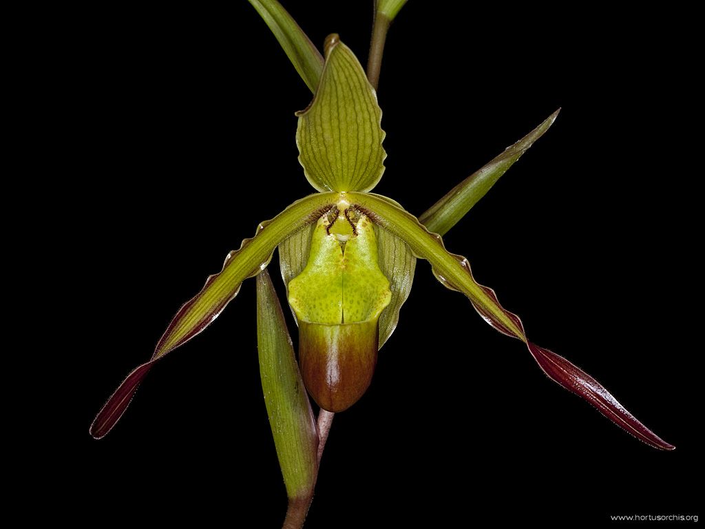 Phragmipedium Socheres 2