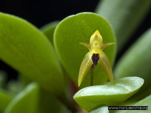 Pleurothallis sertularioides