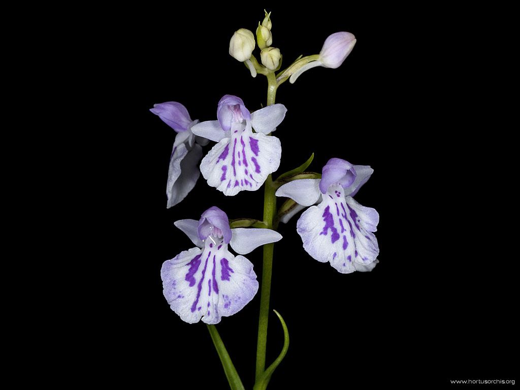 Ponerorchis graminifolia