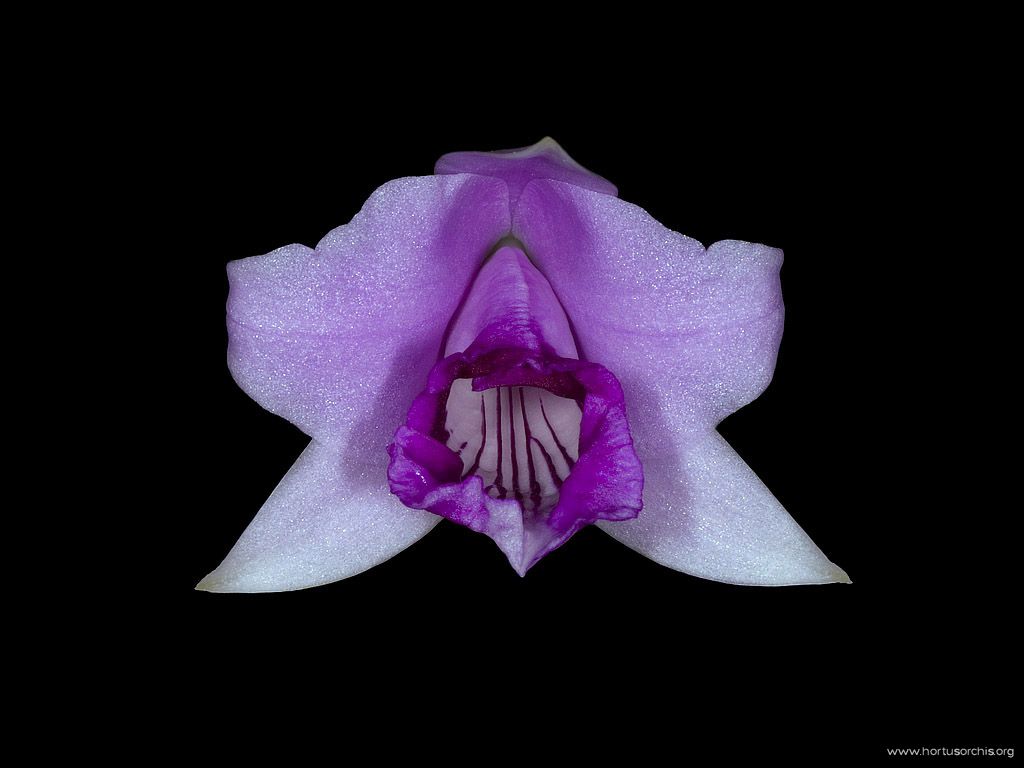 Laelia dayana