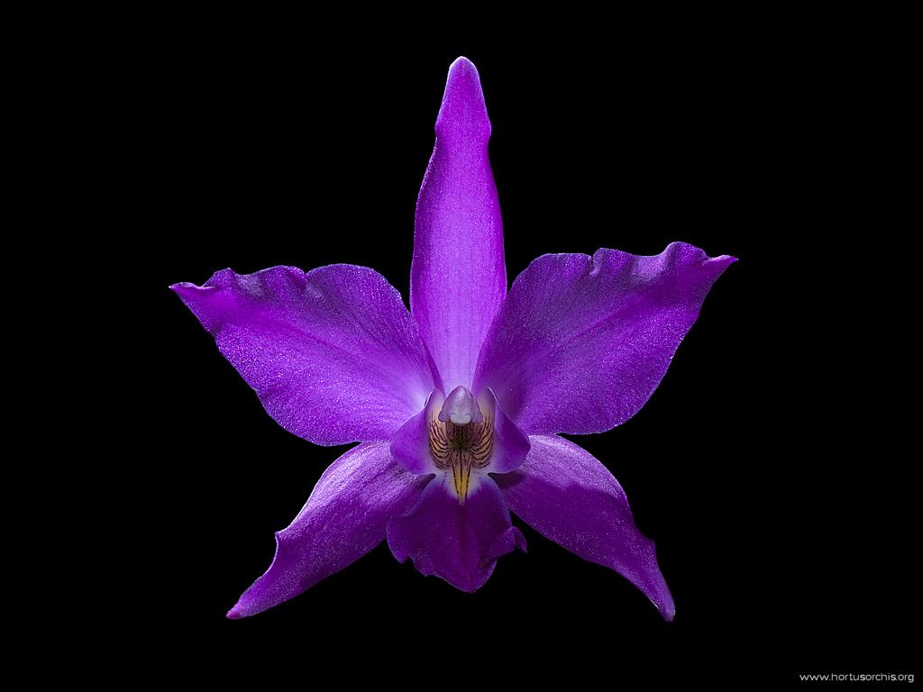 Laelia gouldiana